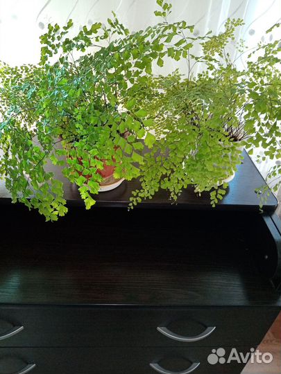 Венерен волос