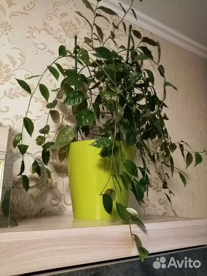 Комнатные растения цветы