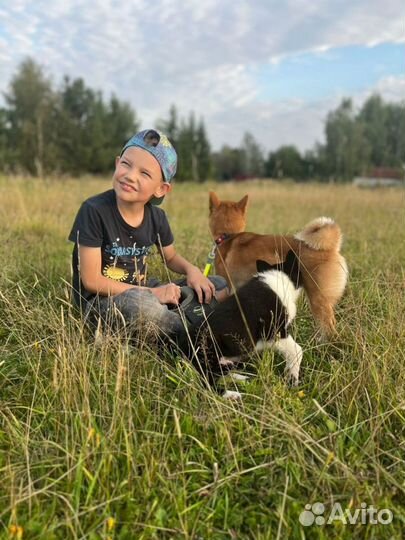 Передержка собак в домашних условиях. Зооняня