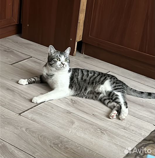 Котик в добрые руки