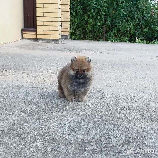 Померанский шпиц
