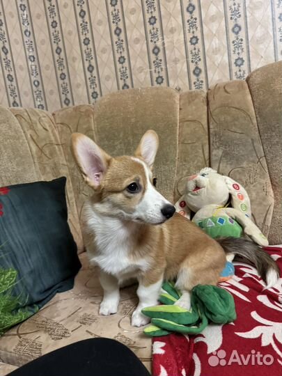 Корги щенок девочка