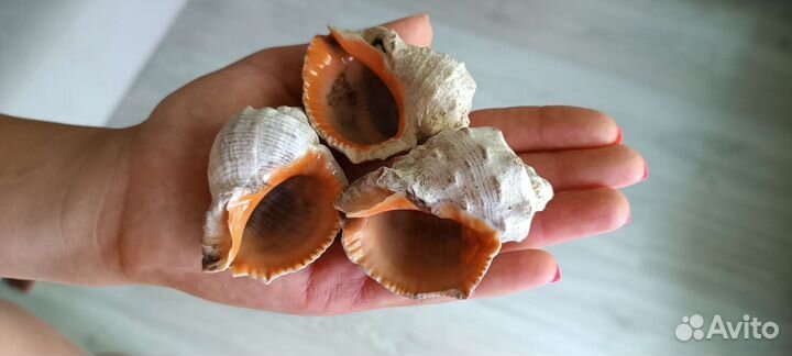Раковины рапана