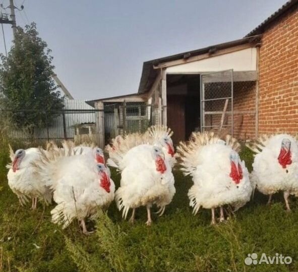 Индейка домашняя