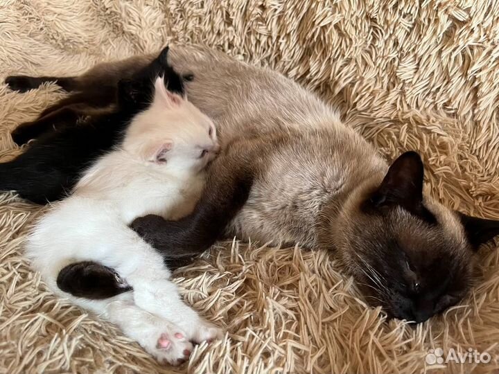 Котята сиамской кошки