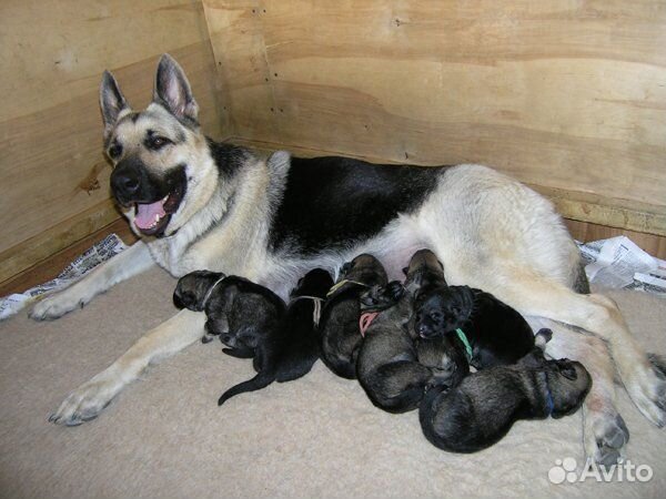 Крупные щенки вео овчарок -чепрачные и черные