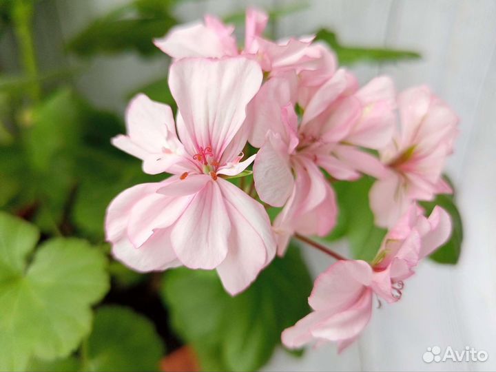 Пеларгония Герань