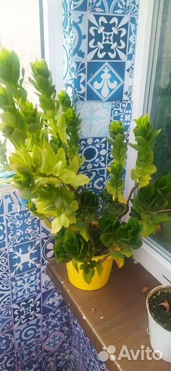 Комнатные цветы