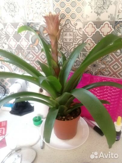 Цветы домашние в ассортименте