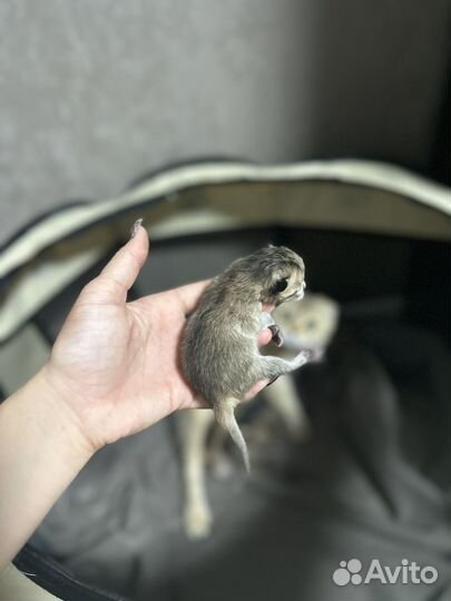 Котята британская золотая шиншилла