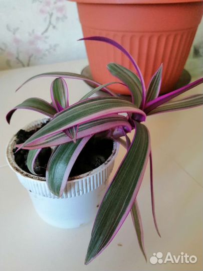 Традесканция трехцветная