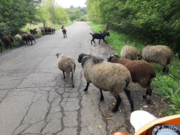 Бараны и овцы на племя