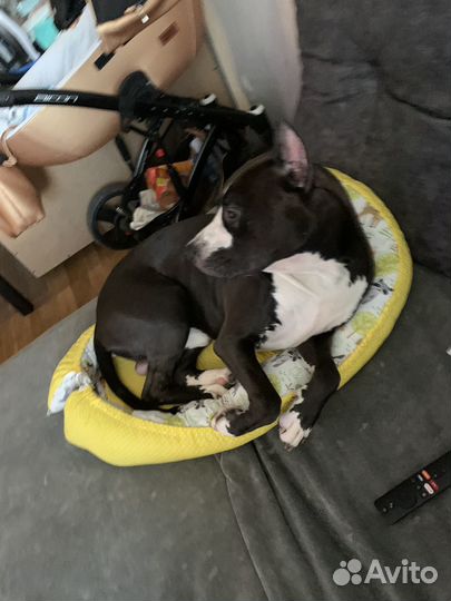 Стаффордширский терьер вязка