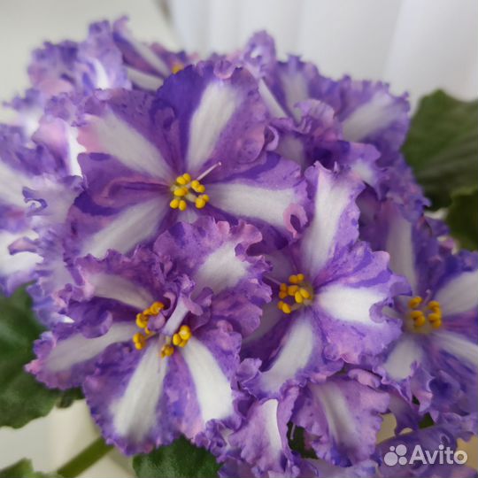 Сортовые фиалки