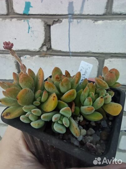 Суккуленты крассулы и другие