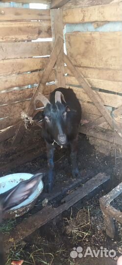 Продажа коз