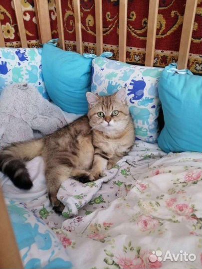 Кот для вязки