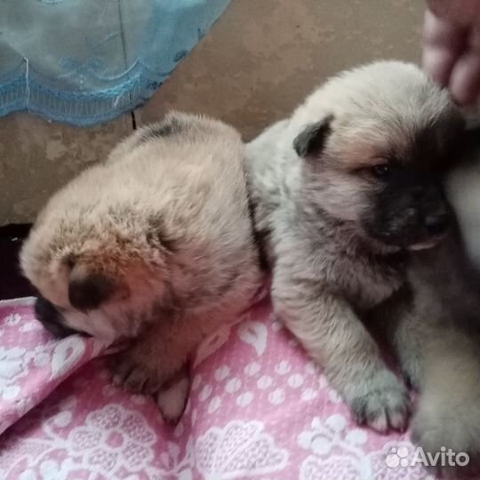 Домашние животные собаки щенки