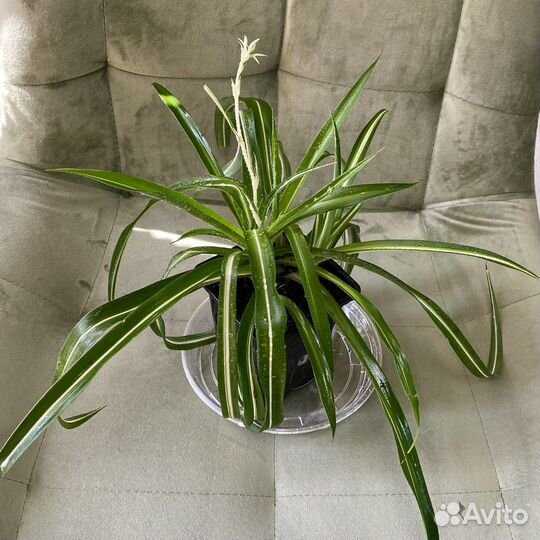 Хлорофитум