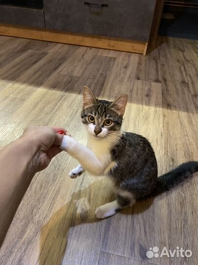 Отдам в добрые руки котят