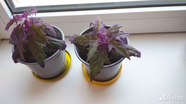 Гинура (синяя птица), Кактусы