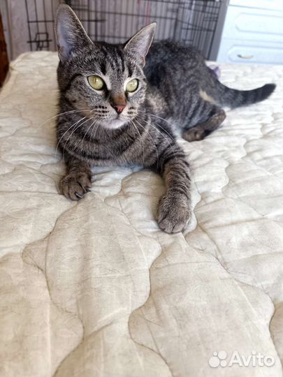 Кошка - спокоëшка