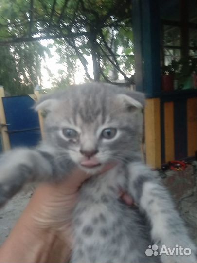 Британские котята