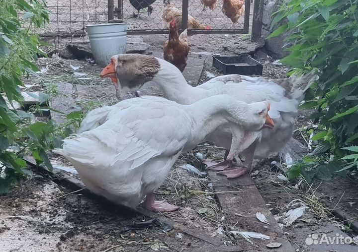 Холмогорские гуси