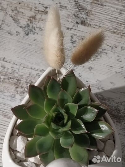 Лебедь с эхеверией. Мини-флорариум