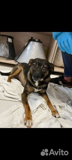 Собака в добрые руки