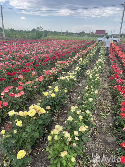 Питахайя роза