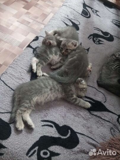 Котята в добрые руки бесплатно