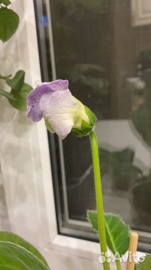 Глоксинии детки