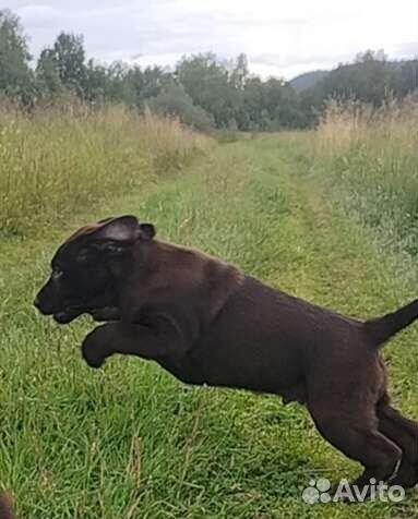 Щенки лабрадора