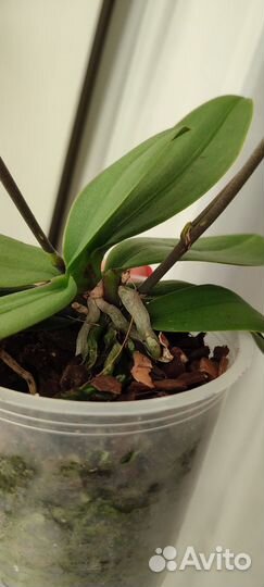 Орхидея фаленопсис пелорик/бабочка