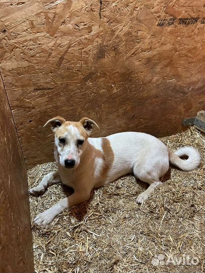 Зира, Мята, и Тимьян