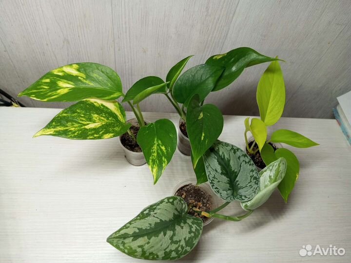 Эпипремнум, сциндапсус, филодендрон
