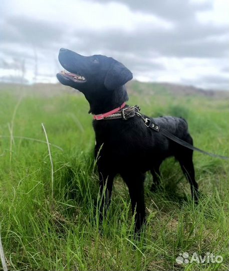 Нора ищет дом и заботливого хозяина 9 мес