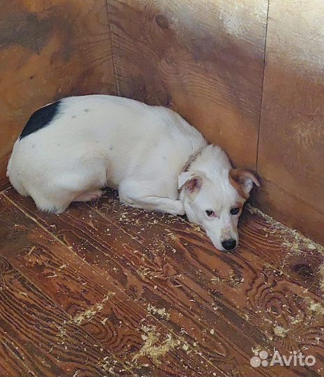 Собаке с пулей в лапке нужна помощь