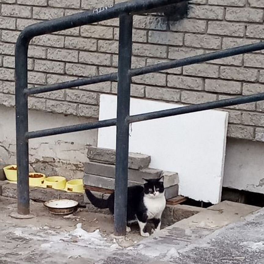 Котенок