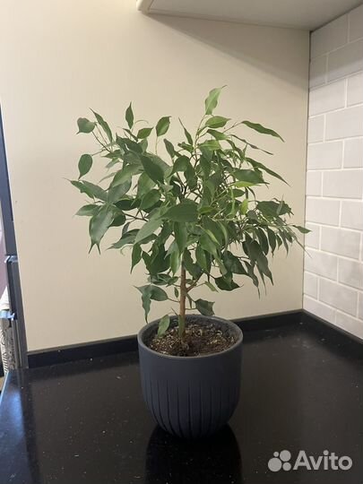 Фикус Бенджамина
