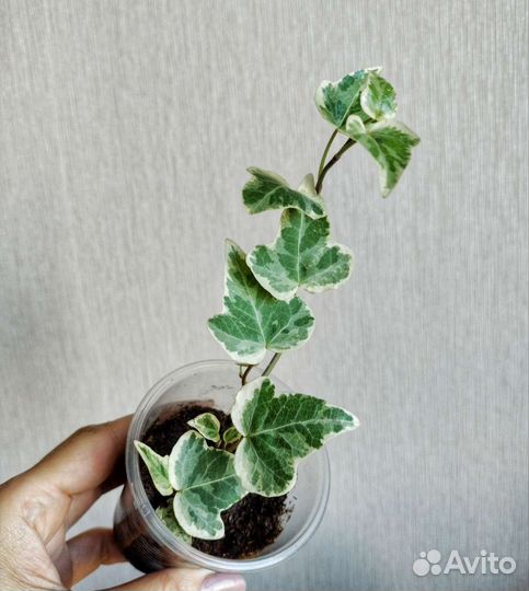 Филодендрон лайм, Сциндапсус