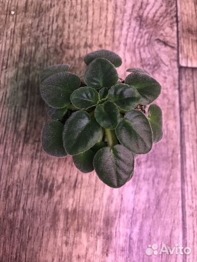 Фиалки детки