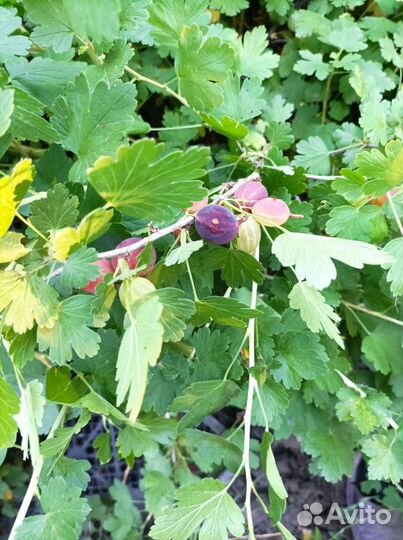 Малина Рубин Болгарский