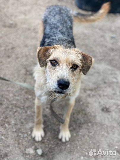 Отдам в добрые руки