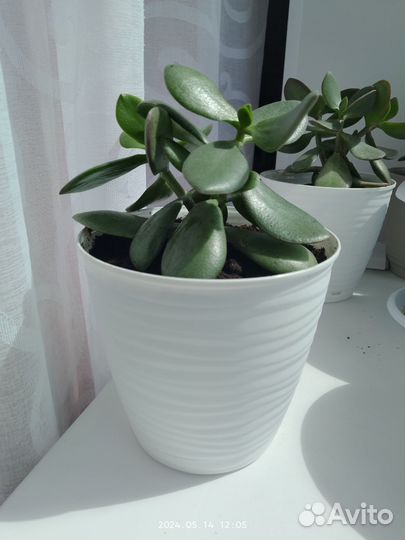 Крассула толстянка денежное дерево