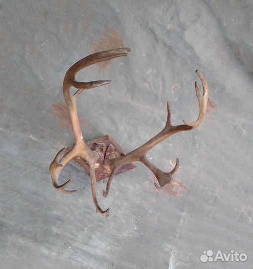 Рога из СССР, торг