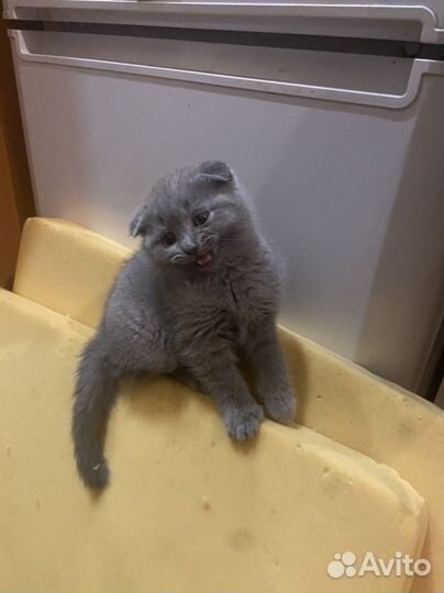 Шотландская вислоухая