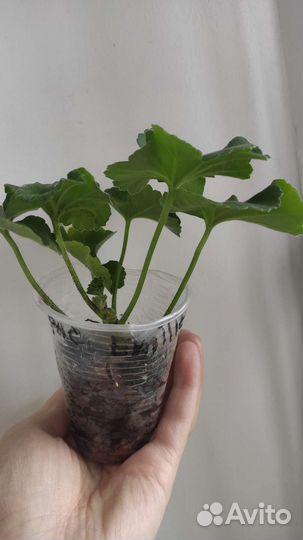 Пеларгония герань сортовая