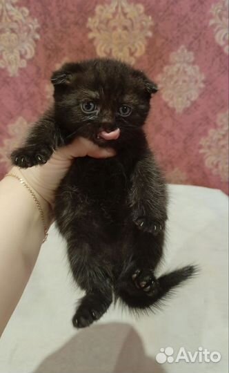 Шотландские котята
